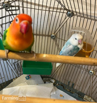 Beautiful Pair of Lovebirds- 2 Years Old, bonded pair, healthy  with cage.