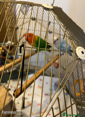  Beautiful Pair of Lovebirds- 2 Years Old, bonded pair, healthy  with cage.
