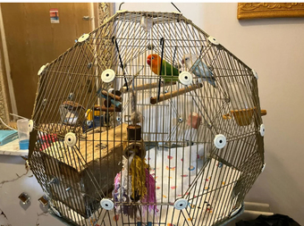 Beautiful Pair of Lovebirds- 2 Years Old, bonded pair, healthy  with cage.