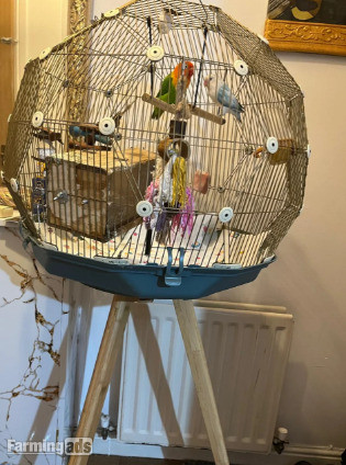 Beautiful Pair of Lovebirds- 2 Years Old, bonded pair, healthy  with cage. - {CATEGORY}