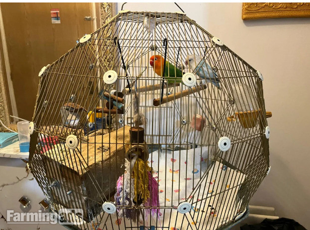 Beautiful Pair of Lovebirds- 2 Years Old, bonded pair, healthy  with cage. - {CATEGORY}