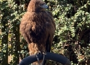 Male Redtail buzzard 