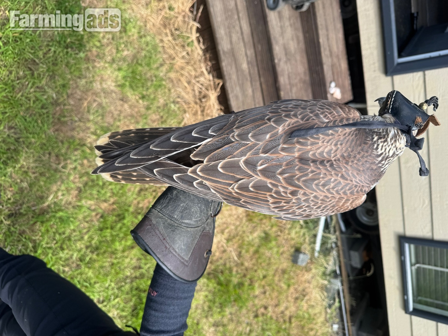 2026 saker falcons 1 male 2 females 