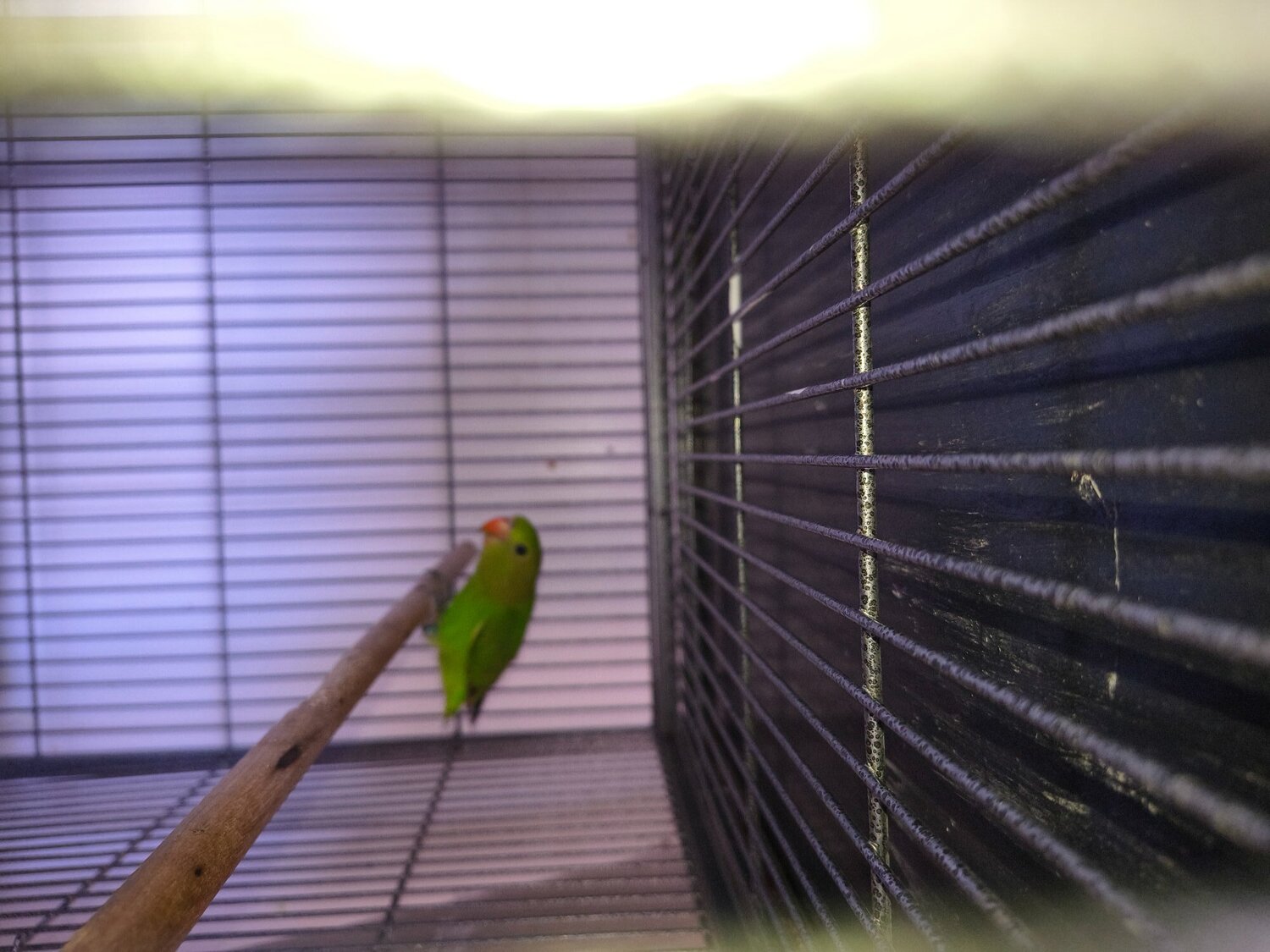 Abyssinian lovebird hen