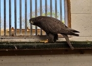 Multiple falcons for Sale