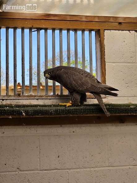 Multiple falcons for Sale