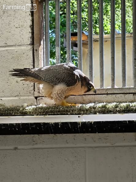 Multiple falcons for Sale