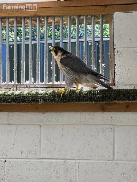  Multiple falcons for Sale
