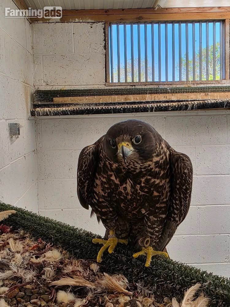 Multiple falcons for Sale - {CATEGORY}