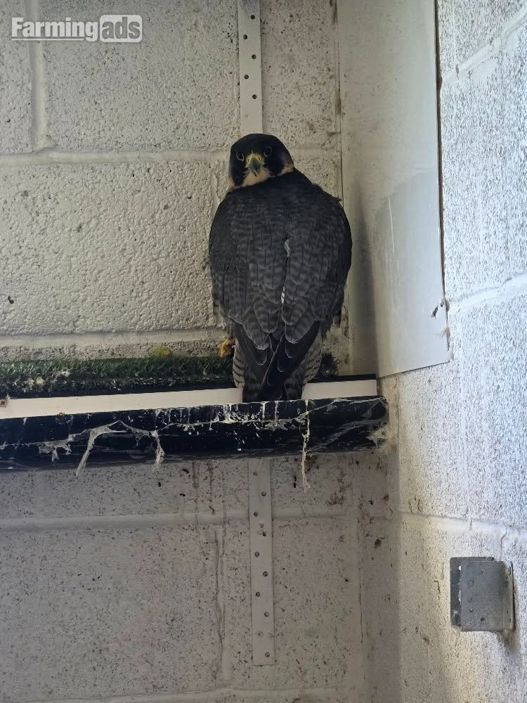 Multiple falcons for Sale - {CATEGORY}