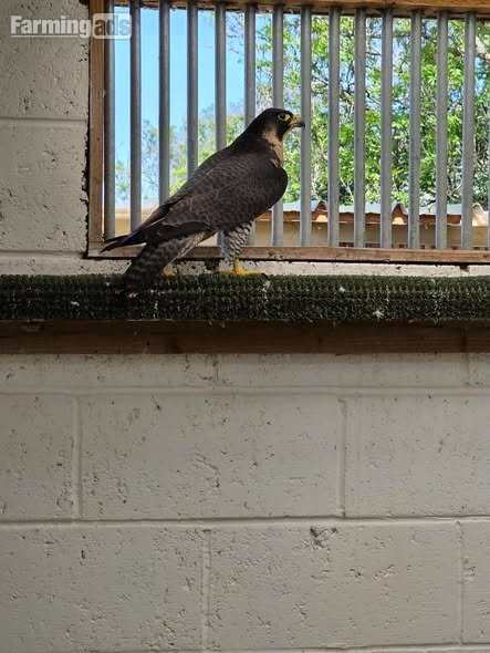 Multiple falcons for Sale 