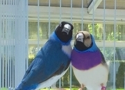 Gouldian Finches available for sale