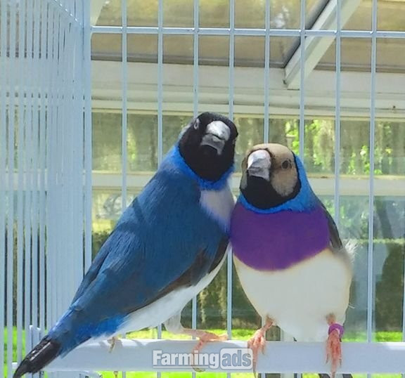 Gouldian Finches available for sale