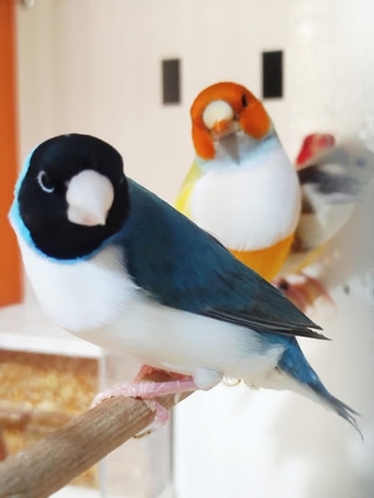 Gouldian Finches available for sale