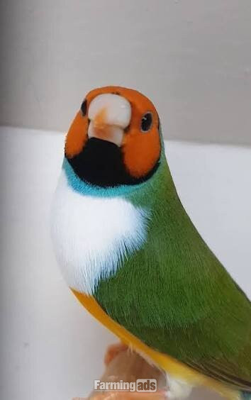 Gouldian Finches available for sale