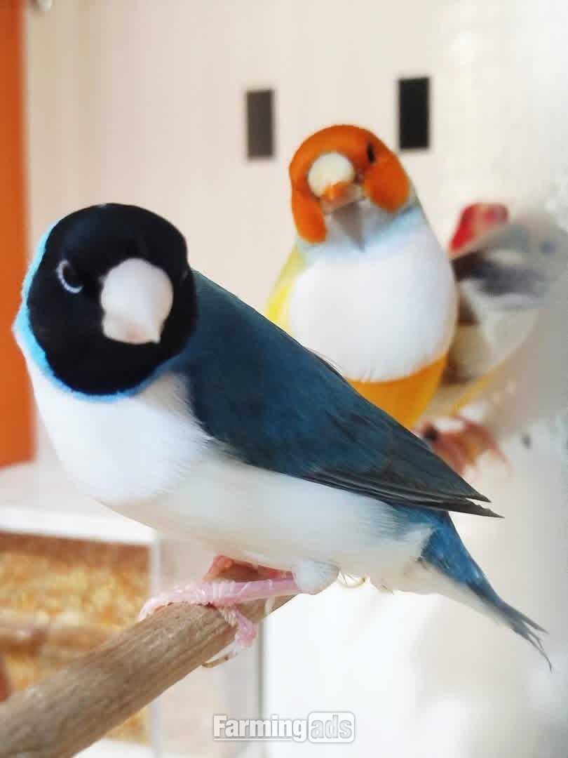  Gouldian Finches available for sale