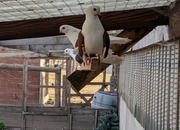 Taganrog Adults For Sale