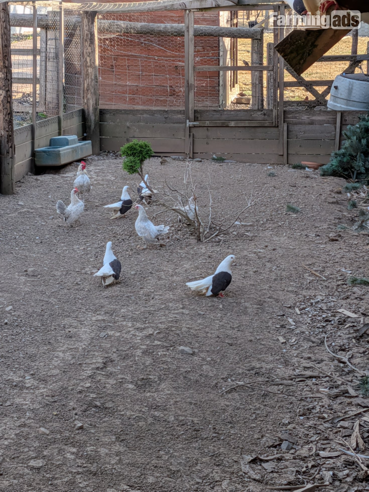 Taganrog Adults For Sale - {CATEGORY}