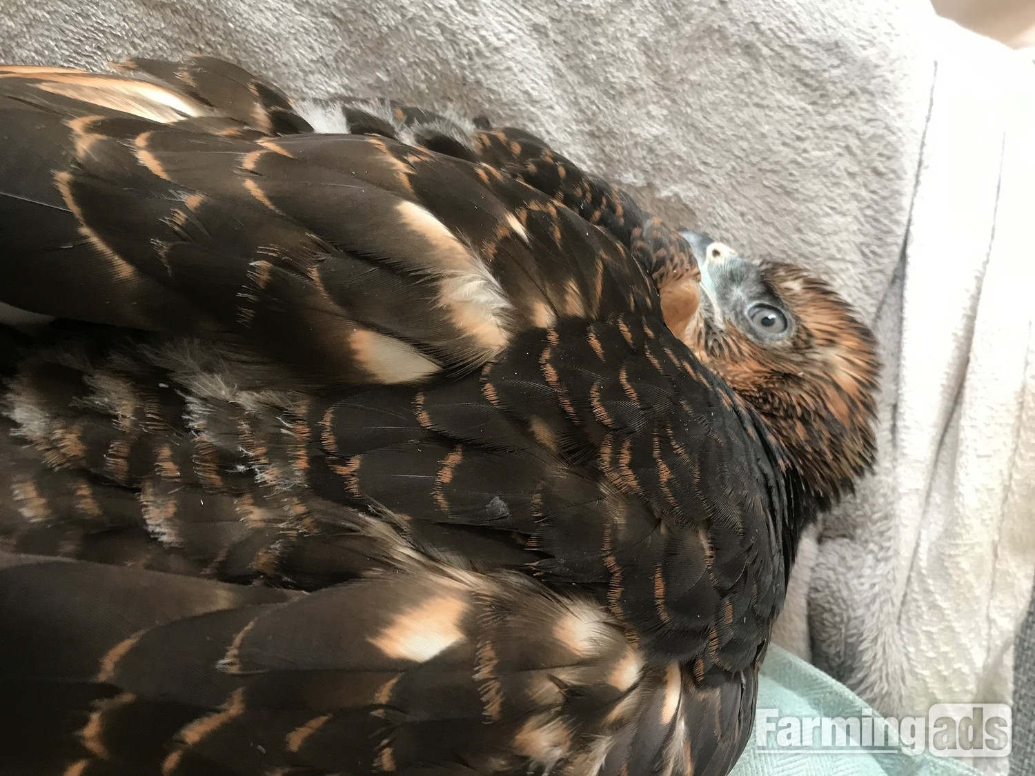 Imprint Female Black Sparrowhawk