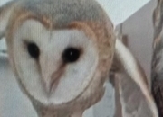 Male barn owl