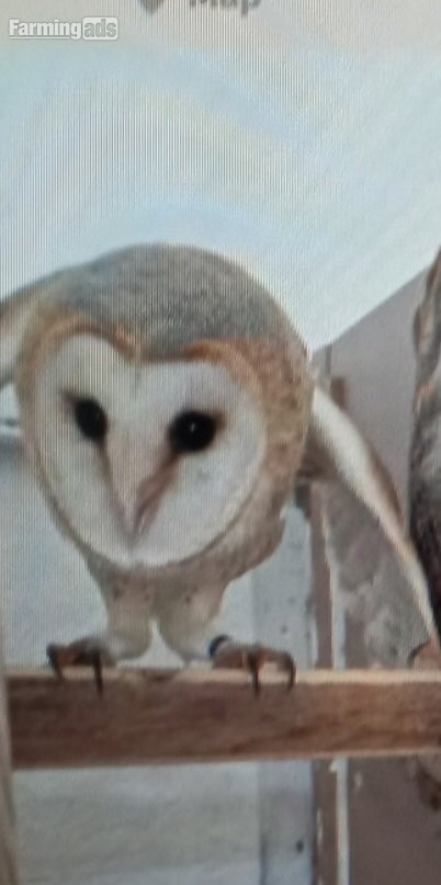 Male barn owl
