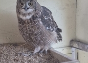 African spotted eagle owl pair