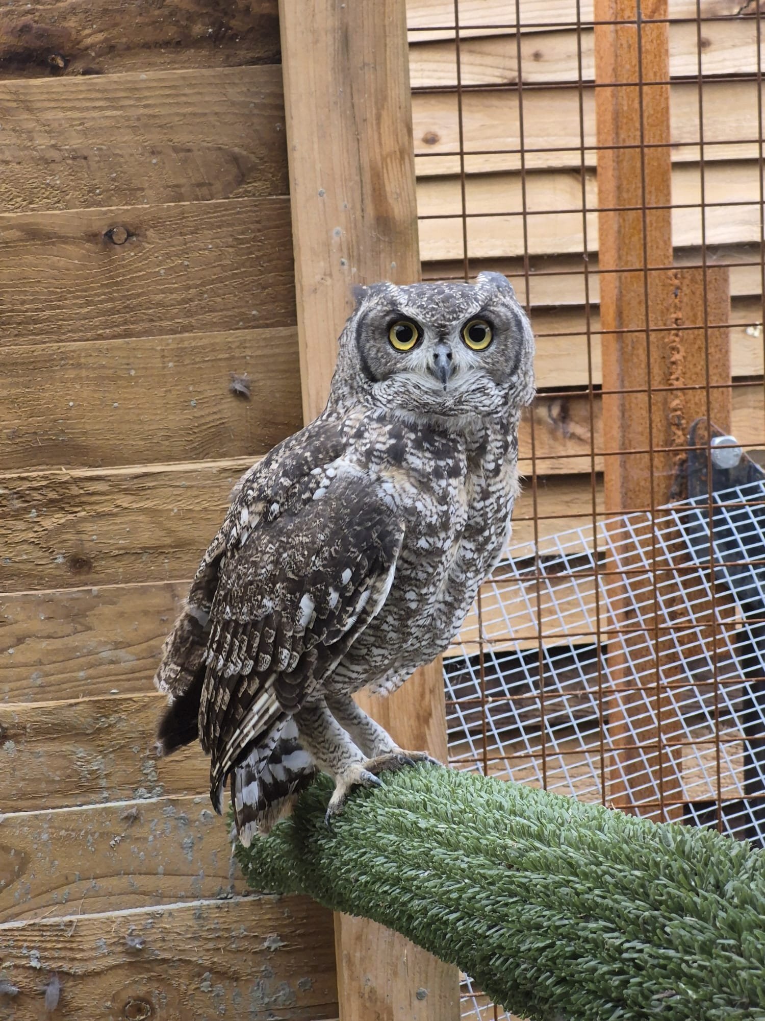 African spotted eagle owl pair