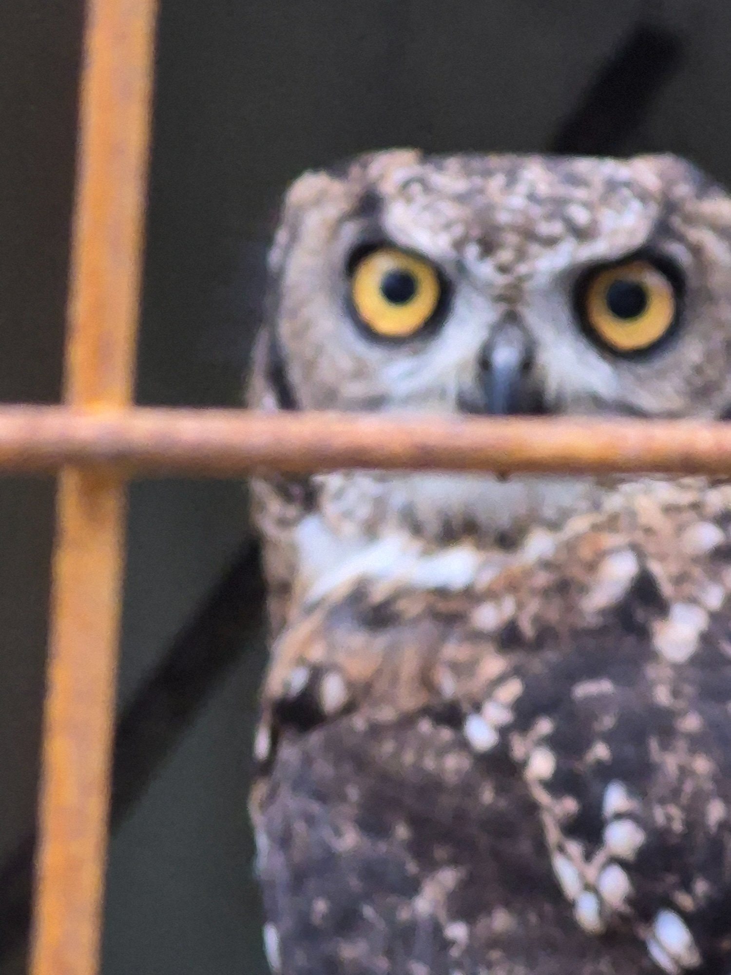  African spotted eagle owl pair