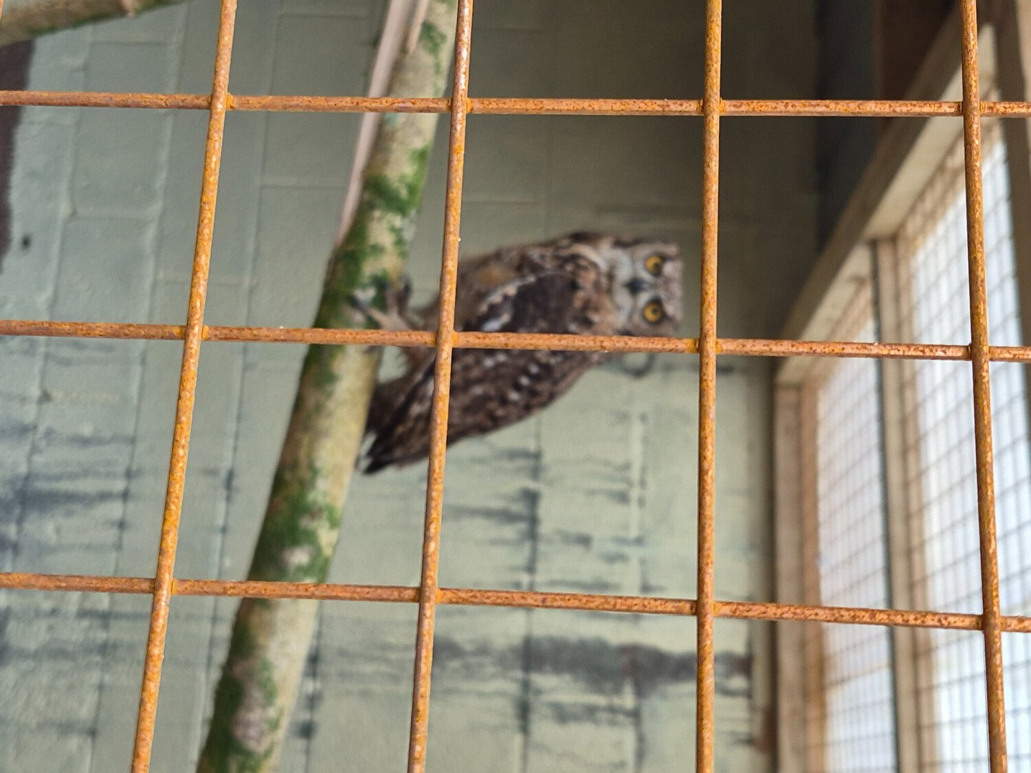 African spotted eagle owl pair - {CATEGORY}