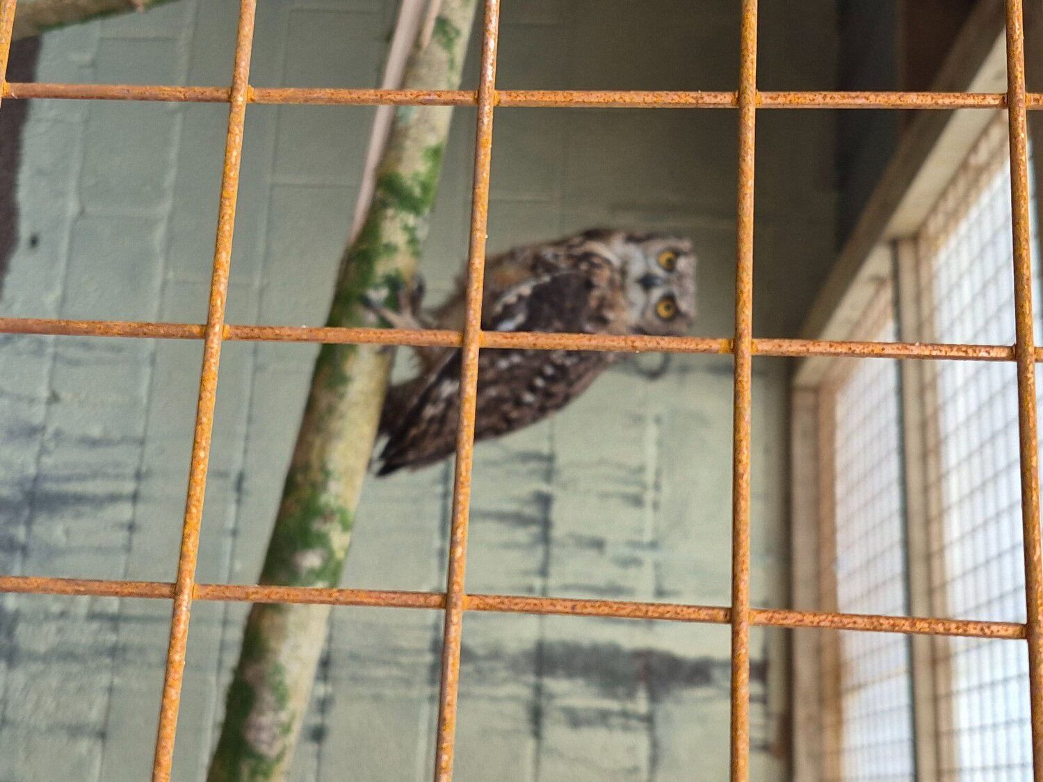 African spotted eagle owl pair - {CATEGORY}