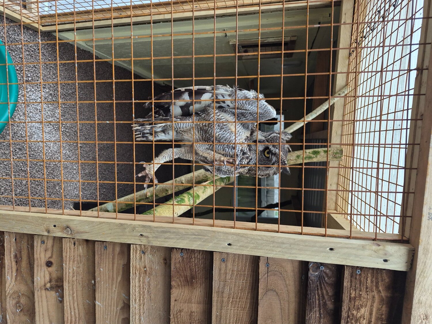African spotted eagle owl pair 