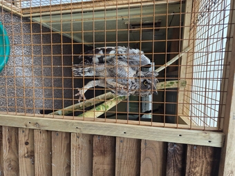 African spotted eagle owl pair