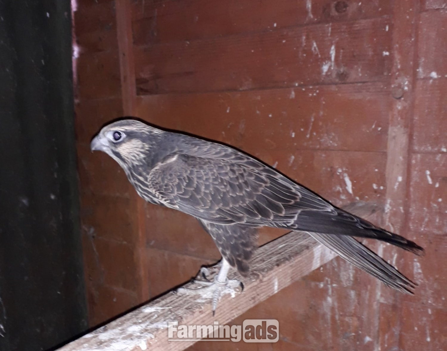 2026 parent reared Lugger Falcons