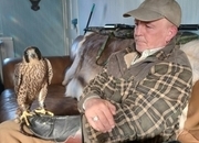 Parent reared male peregrin (tiercel)