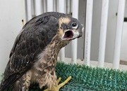 Parent reared male peregrin (tiercel)