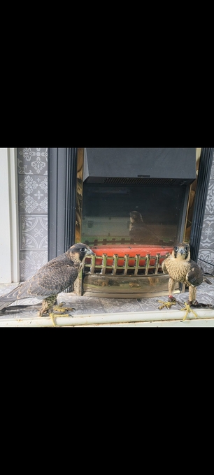 Parent reared male peregrin (tiercel)