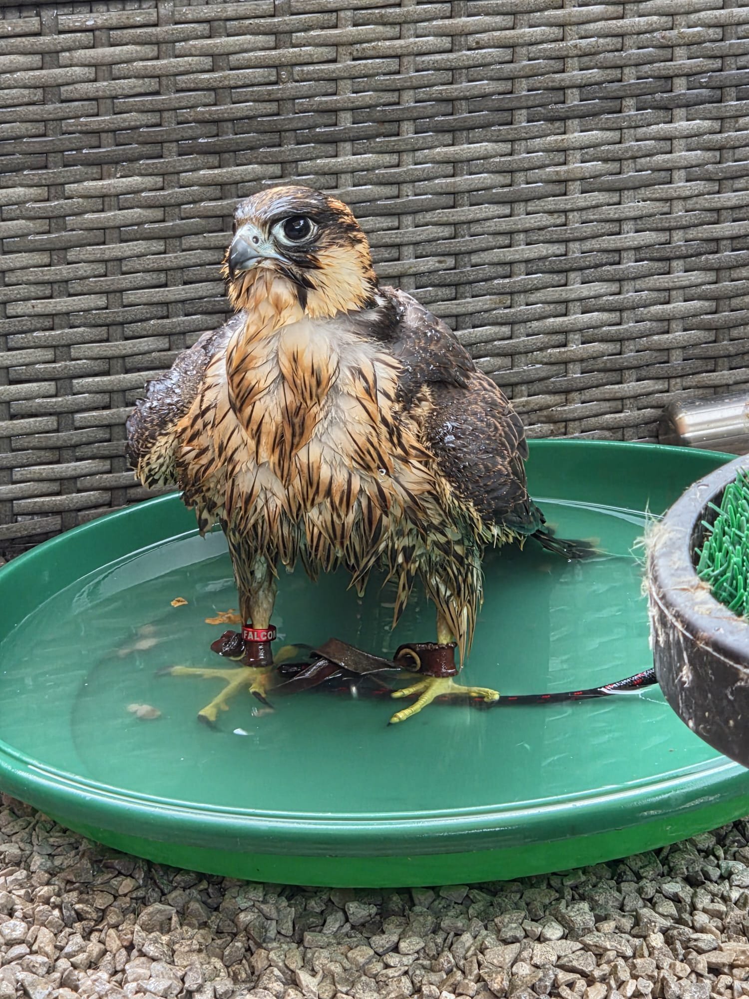  Parent reared male peregrin (tiercel)