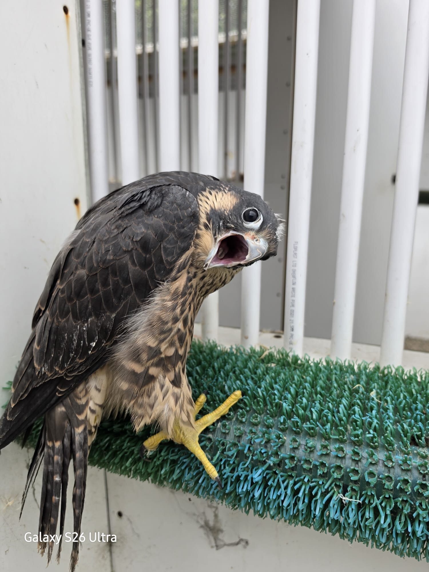 Parent reared male peregrin (tiercel) - {CATEGORY}