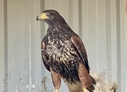 2026 PR Harris Hawks male &amp;female