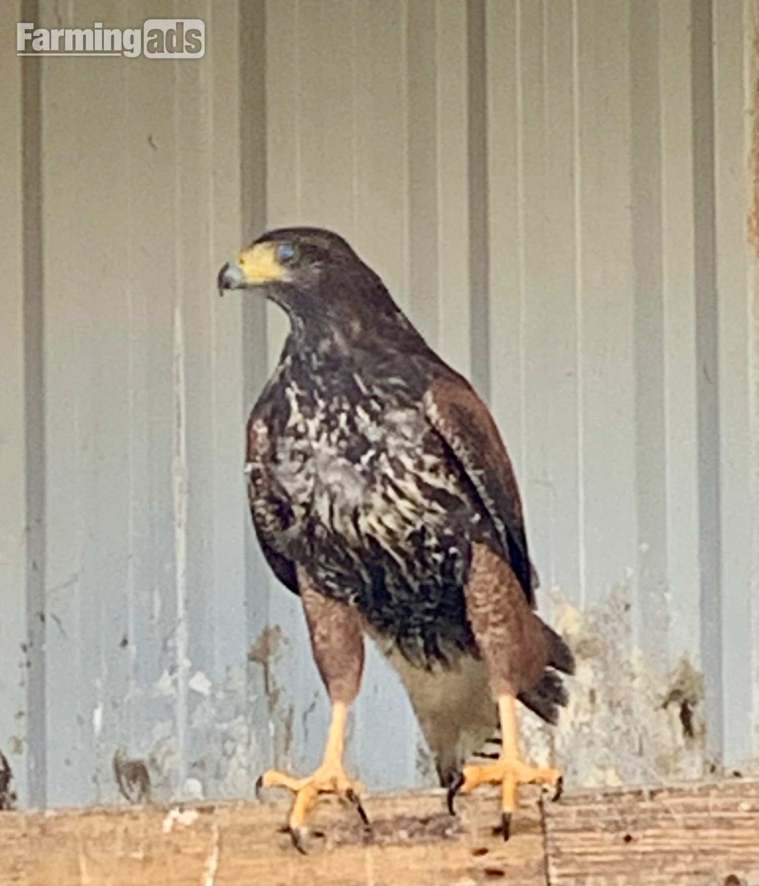 2026 PR Harris Hawks male &amp;female