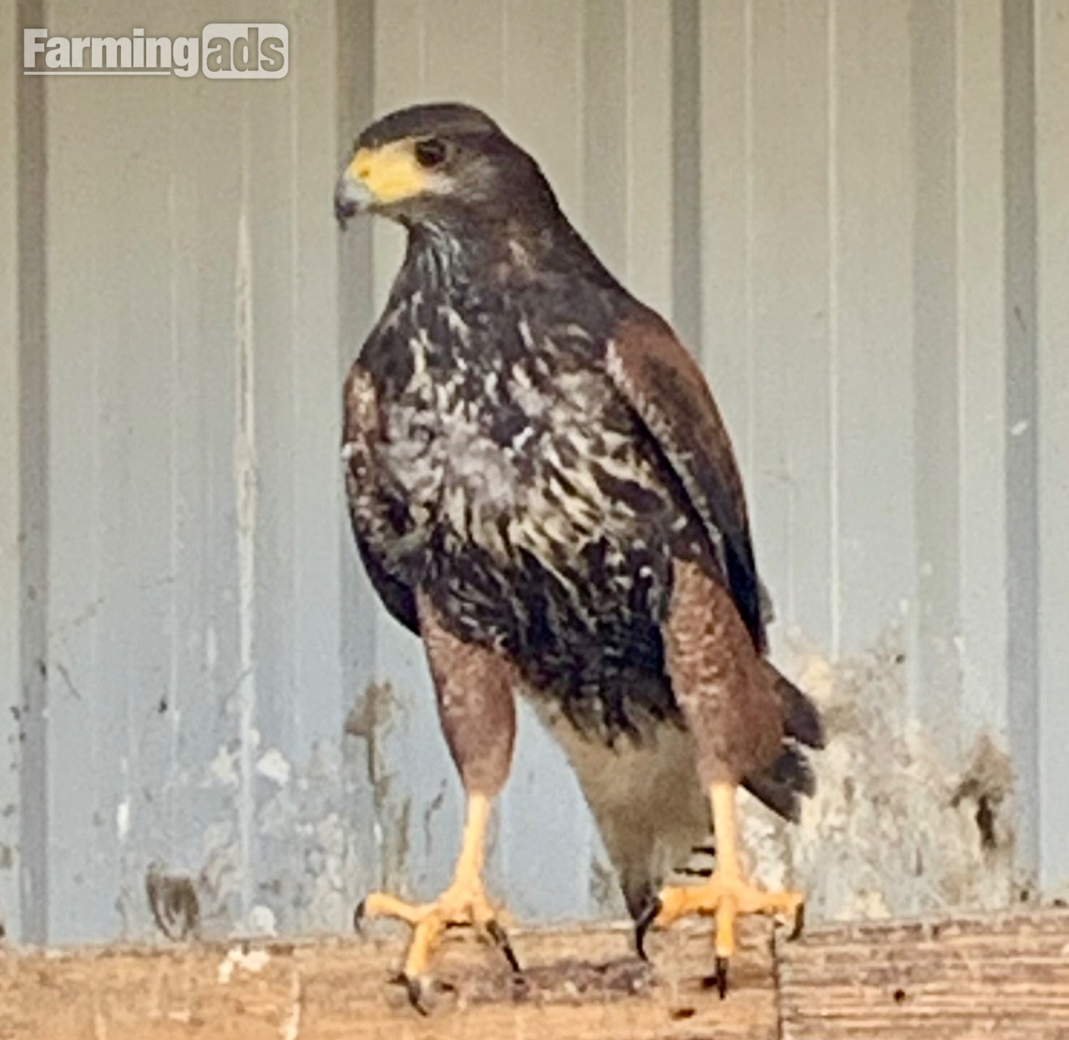 2026 PR Harris Hawks male &amp;female