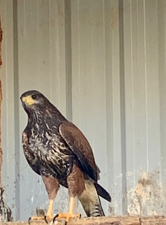 2026 PR Harris Hawks male &amp;female