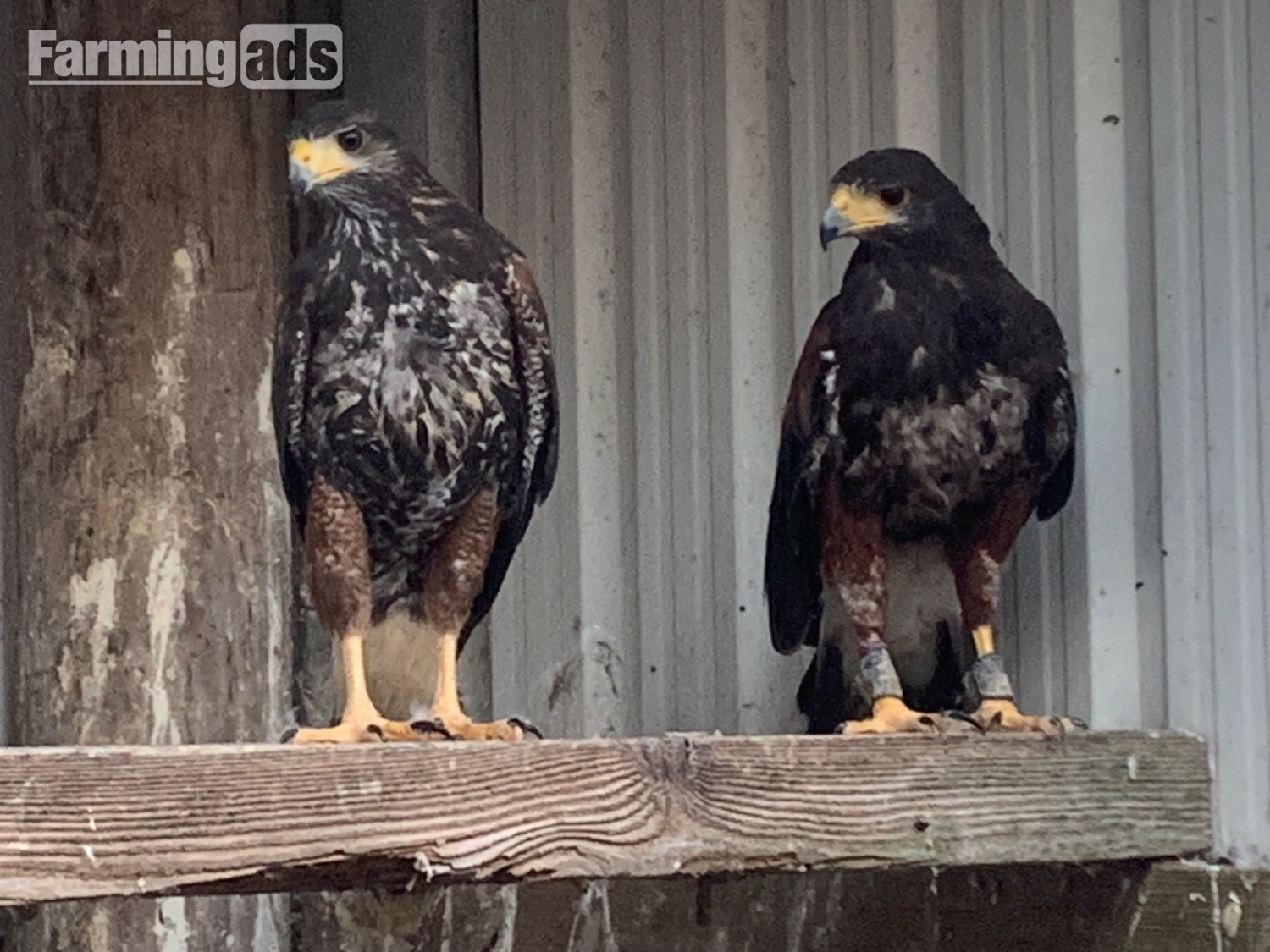  2026 PR Harris Hawks male &amp;female