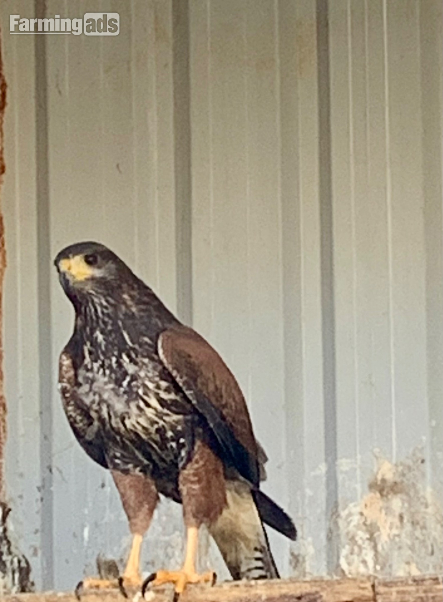 2026 PR Harris Hawks male &amp;female - {CATEGORY}