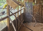 Aviary Clearance mostly budgies, zebras and a few bourkes