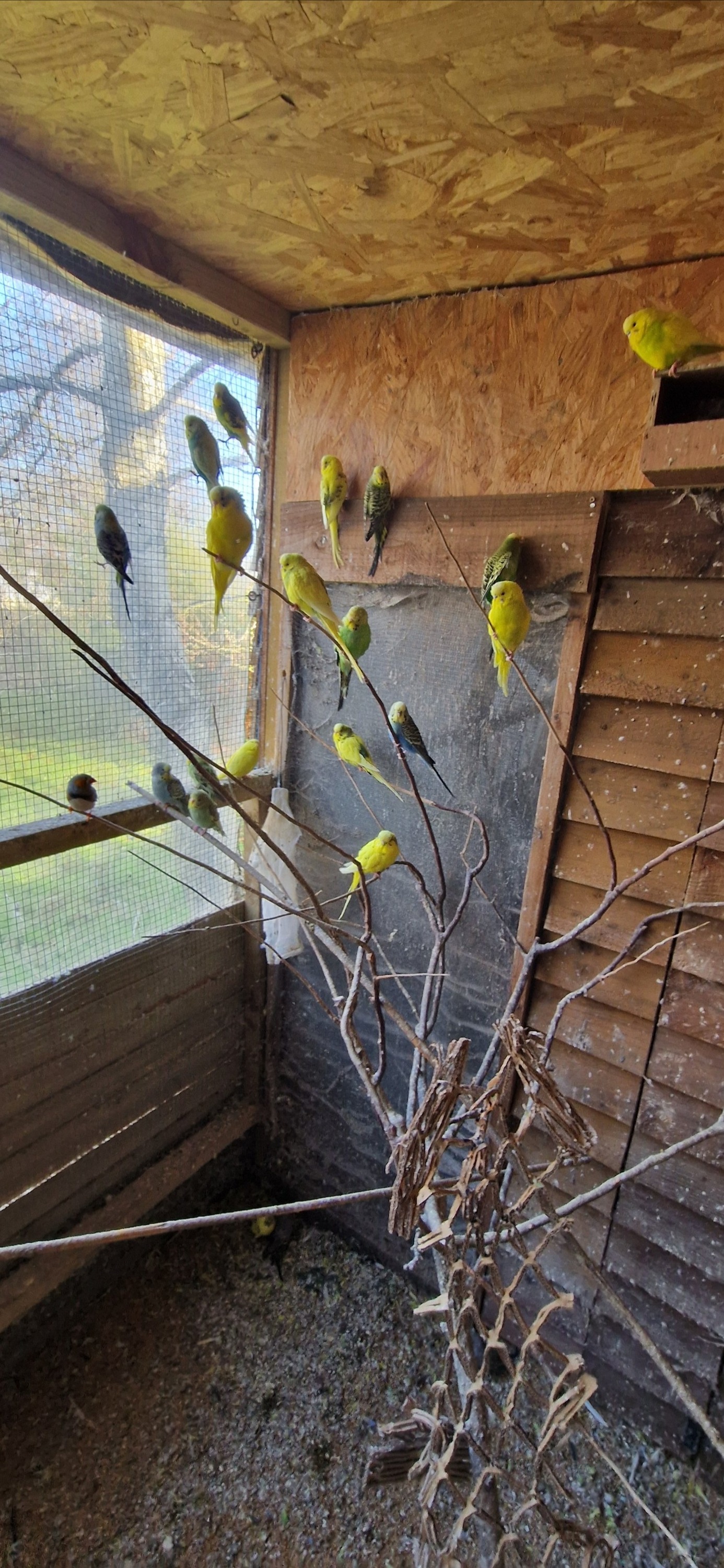 Aviary Clearance mostly budgies, zebras and a few bourkes