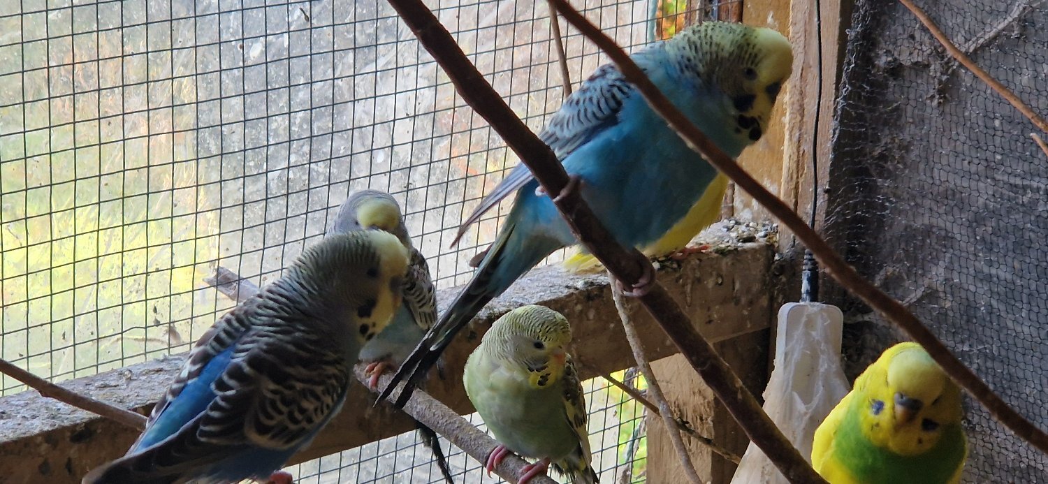  Aviary Clearance mostly budgies, zebras and a few bourkes