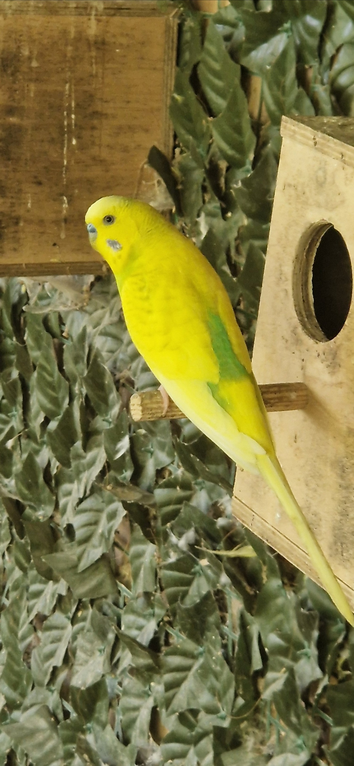 Aviary Clearance mostly budgies, zebras and a few bourkes - {CATEGORY}