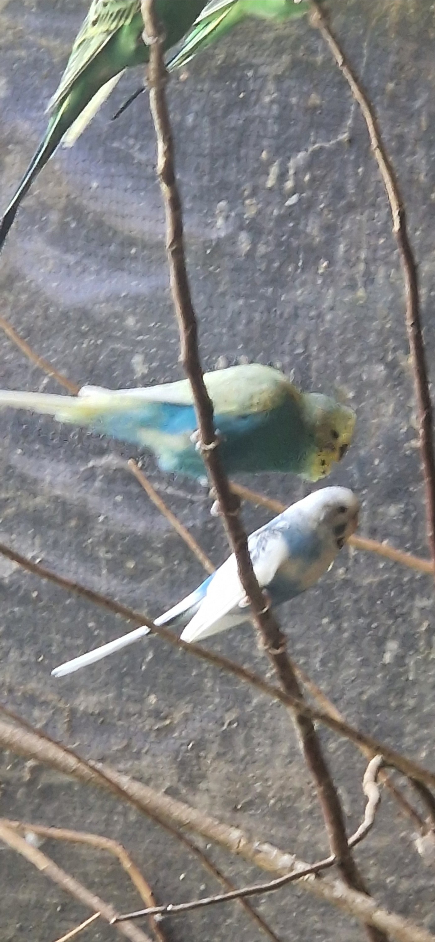 Aviary Clearance mostly budgies, zebras and a few bourkes - {CATEGORY}