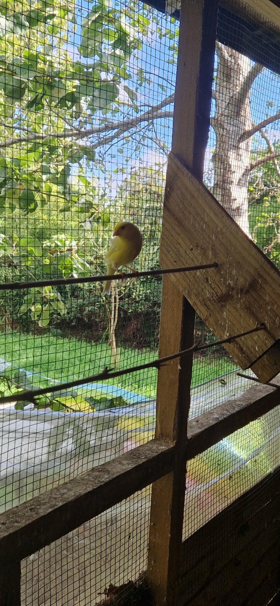 Aviary Clearance mostly budgies, zebras and a few bourkes 